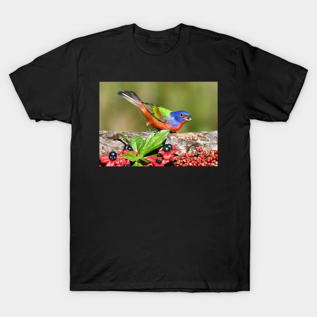 Painted Bunting Male Bird T-Shirt by candiscamera